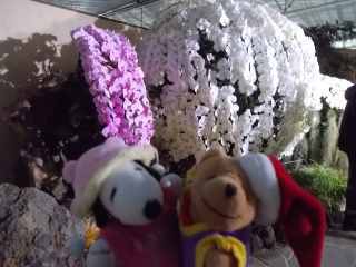 �|�[�N�T�P