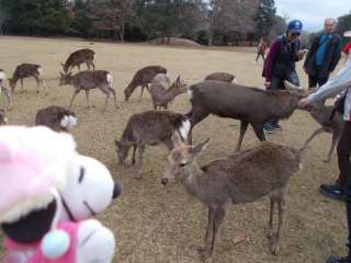 �|�[�N�P�S